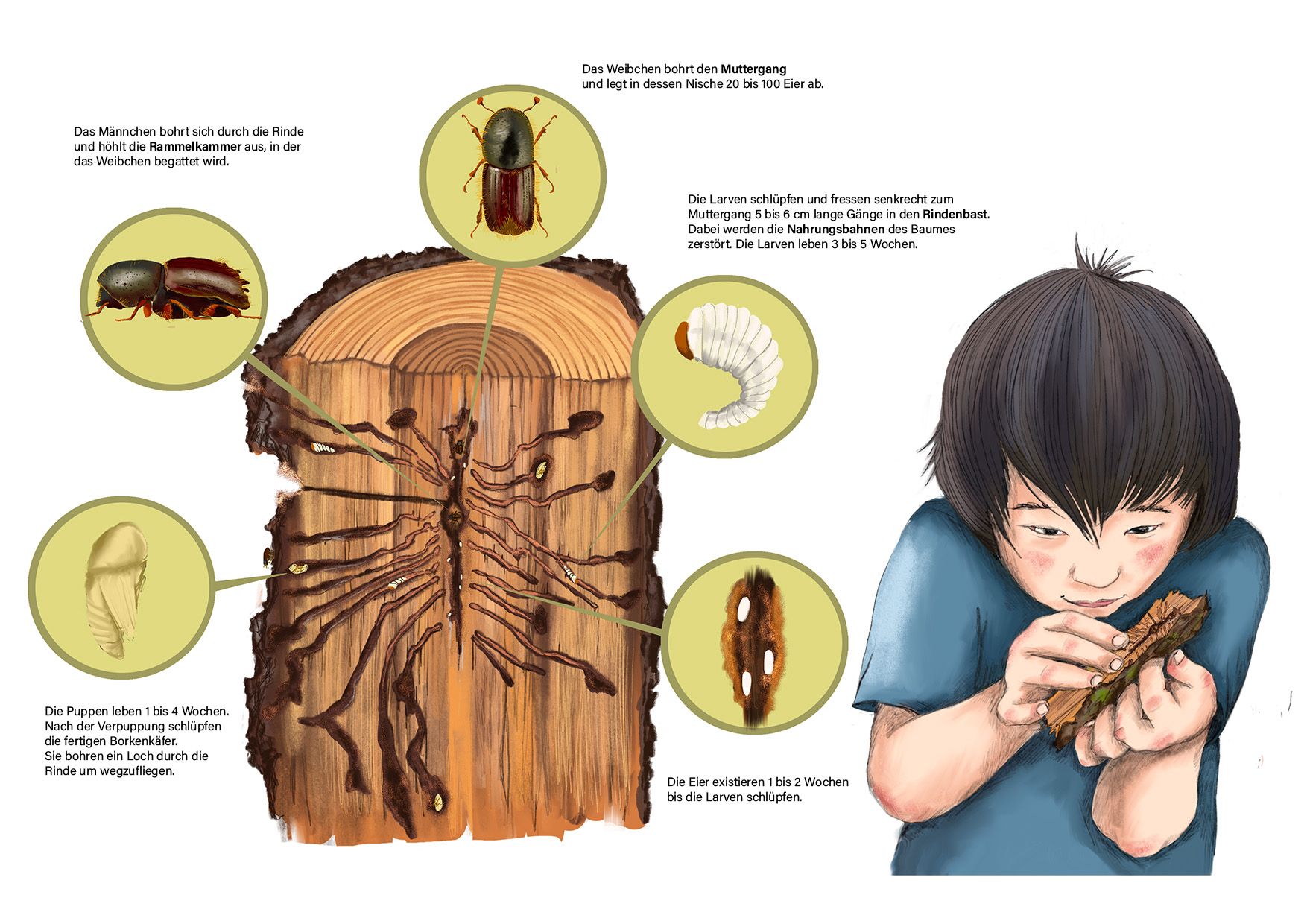 Querschnitt eines vom Borkenkäfer befallenen Baumstammes. Ein Kind untersucht die Rinde
