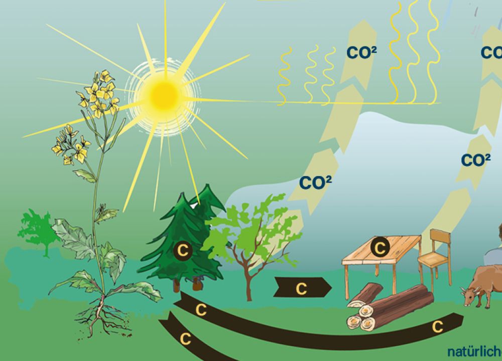 Kohlenstoffkreislauf Co2- Kreislauf