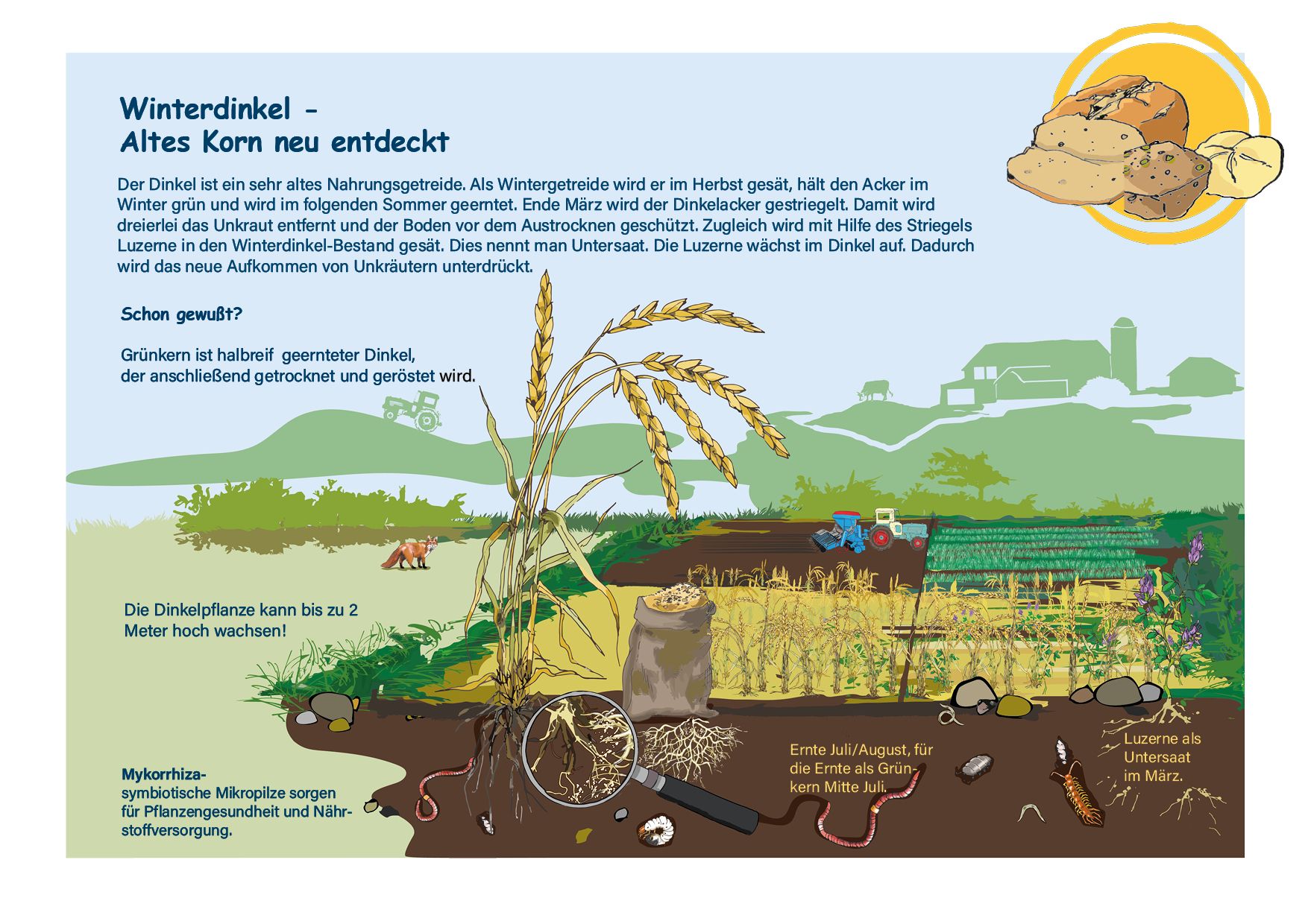 Fruchtfolge auf dem Bioacker- Dinkel, Aussaat, Ernte