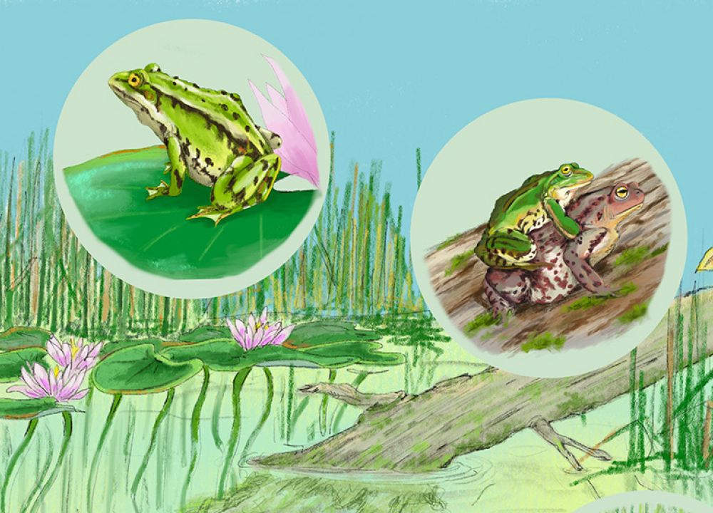 Lebenszyklus des Frosches im Teich, von der Kaulquappe zum Frosch
