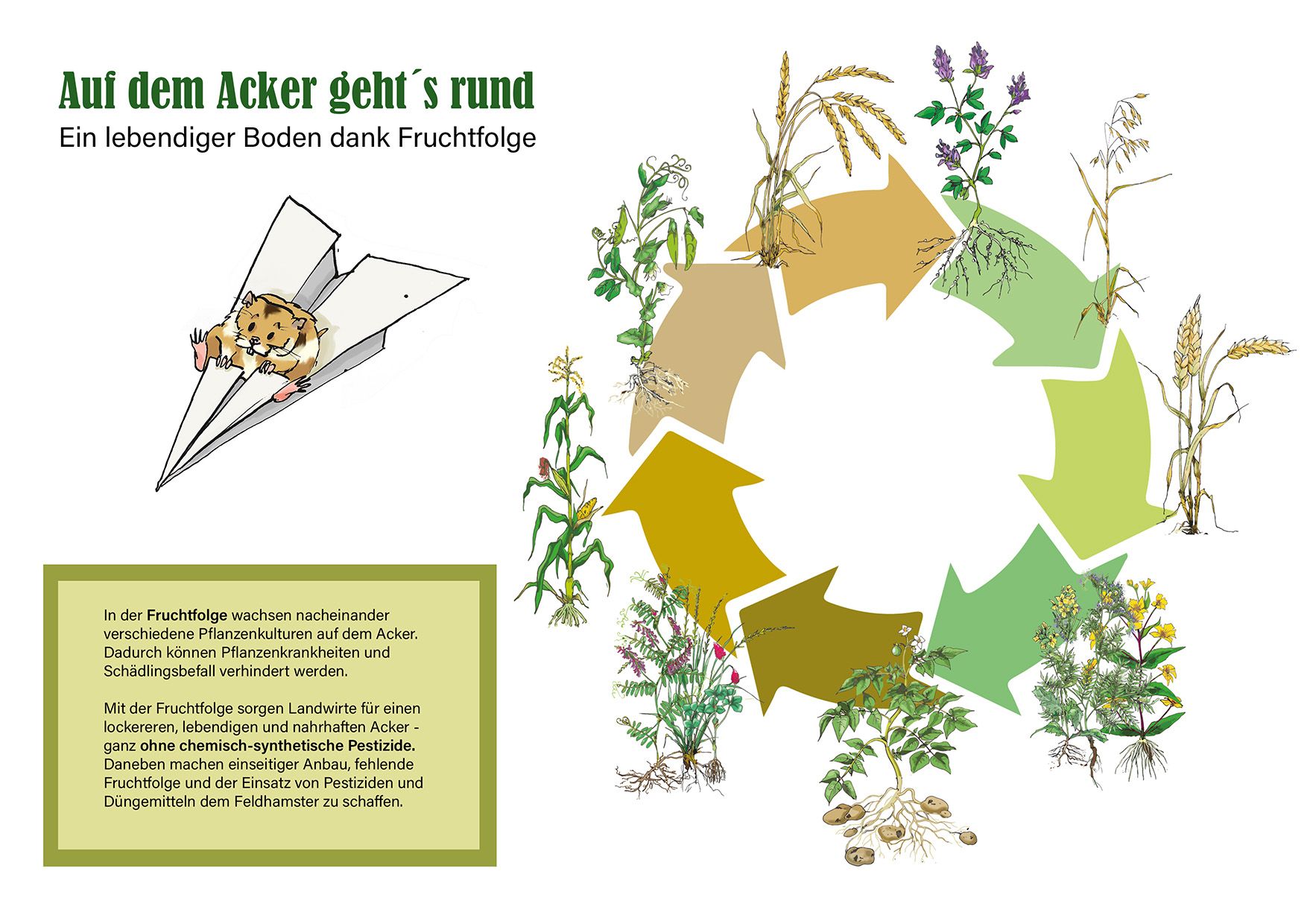 Fruchtfolgekreislauf Diagramm