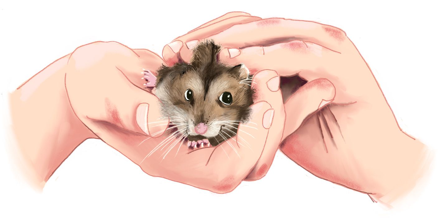 Hände halten einen Hamster
