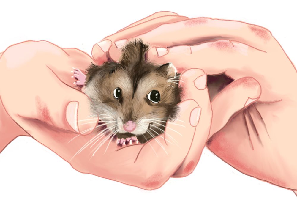 Hände haben eine Hamster in der Hand