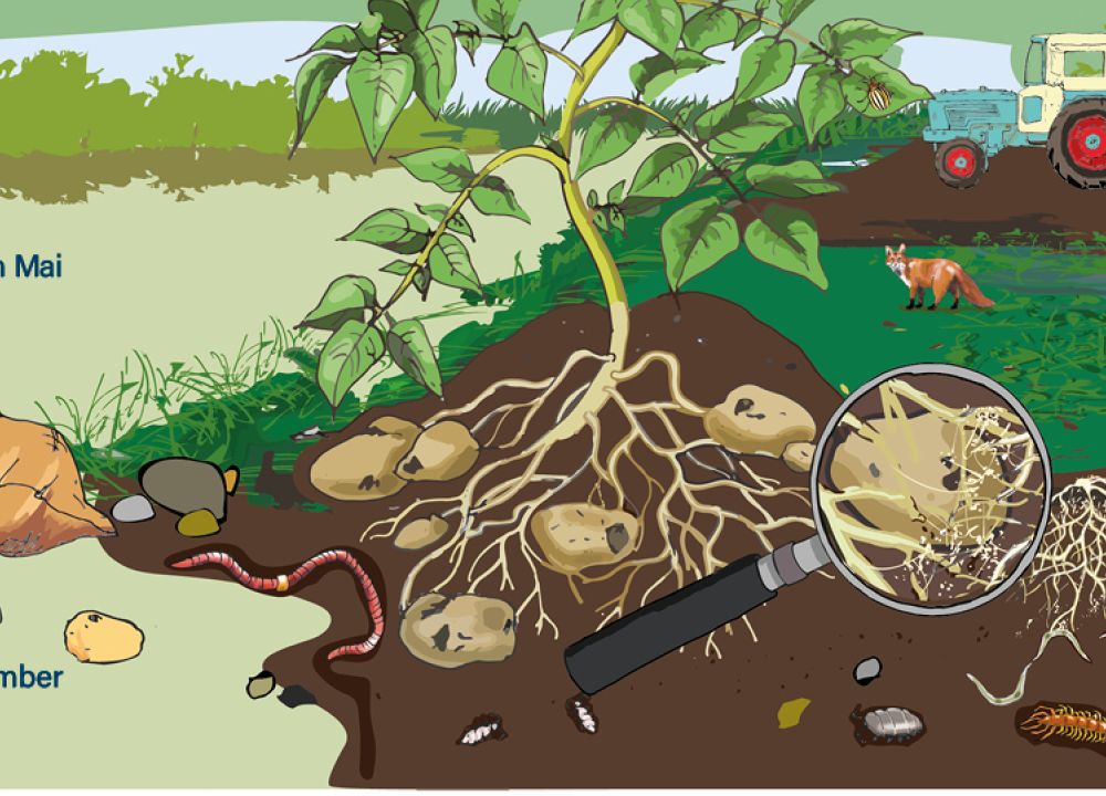 Fruchtfolge auf dem Bioacker mit Kartoffeln, Traktor Querschnitt des Bodens