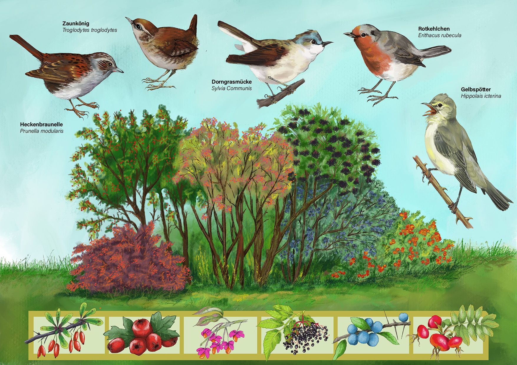 Lebensraum Hecke, Singvögel und heimische Beeren