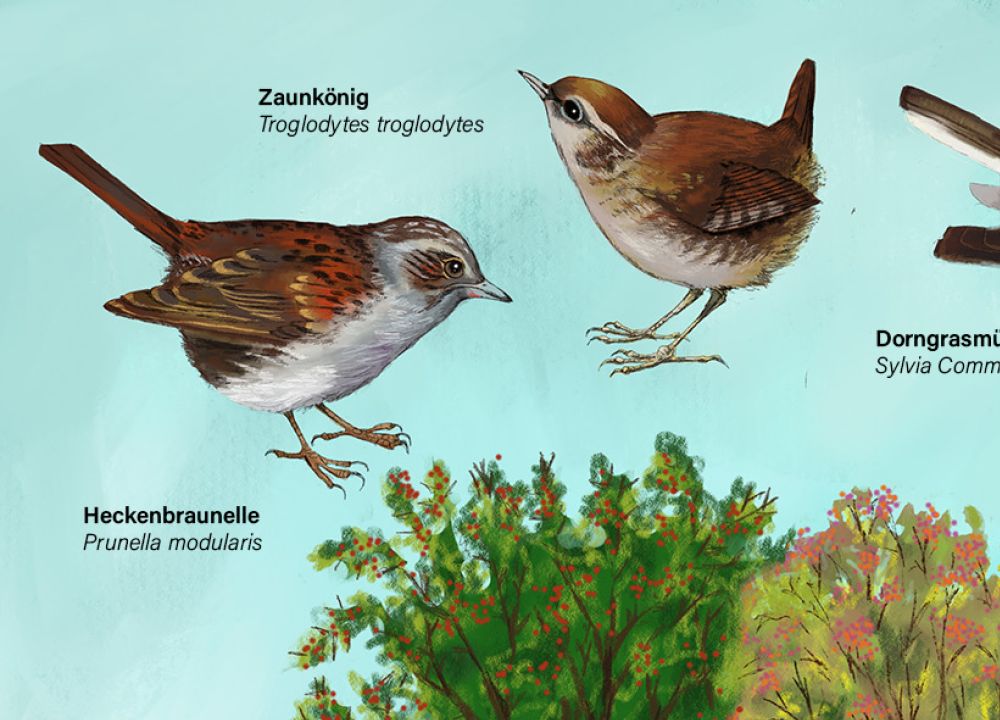 Lebensraum Hecke, Singvögel und heimische Beeren