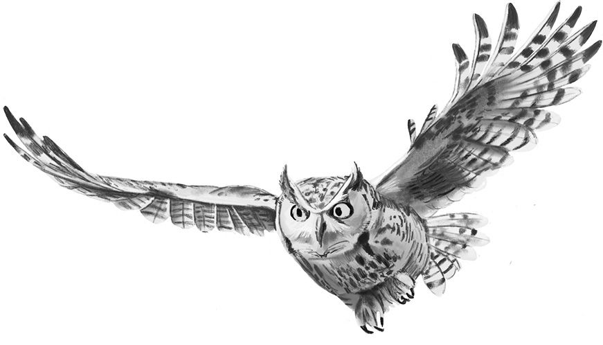 Ein fliegender Uhu