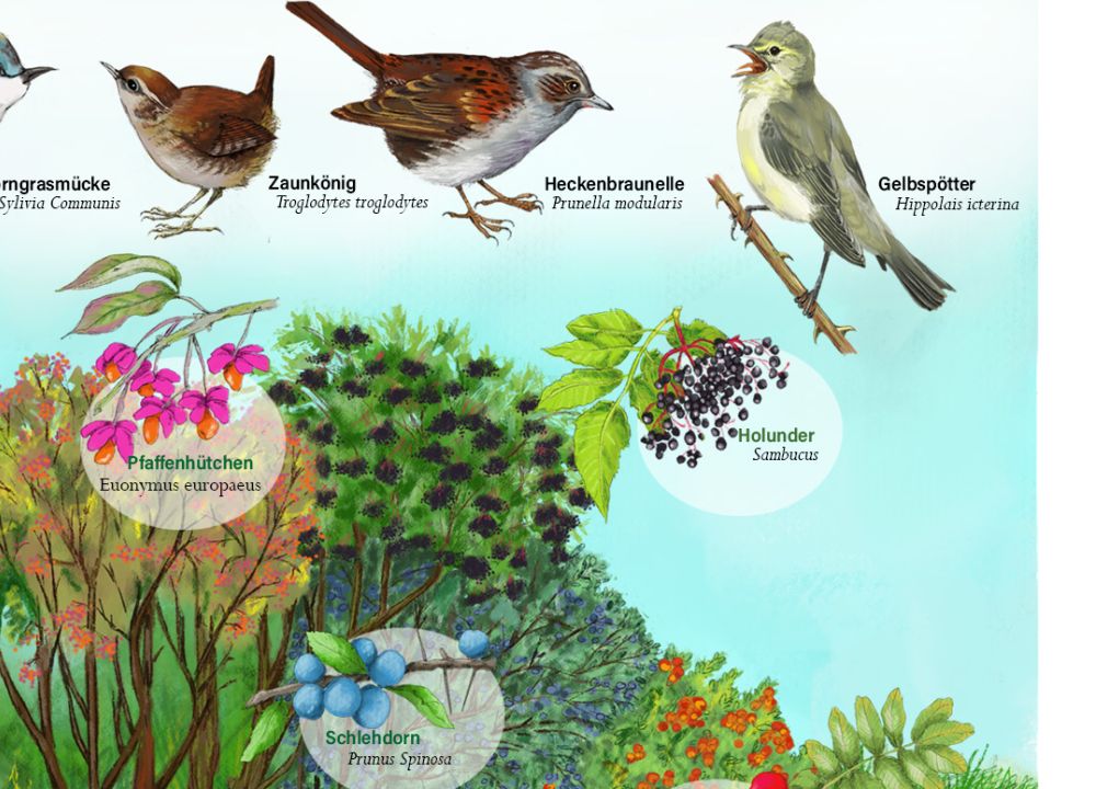 Lebensraum Hecke, Vögel und heimische Feldfrüchte als Nahrung