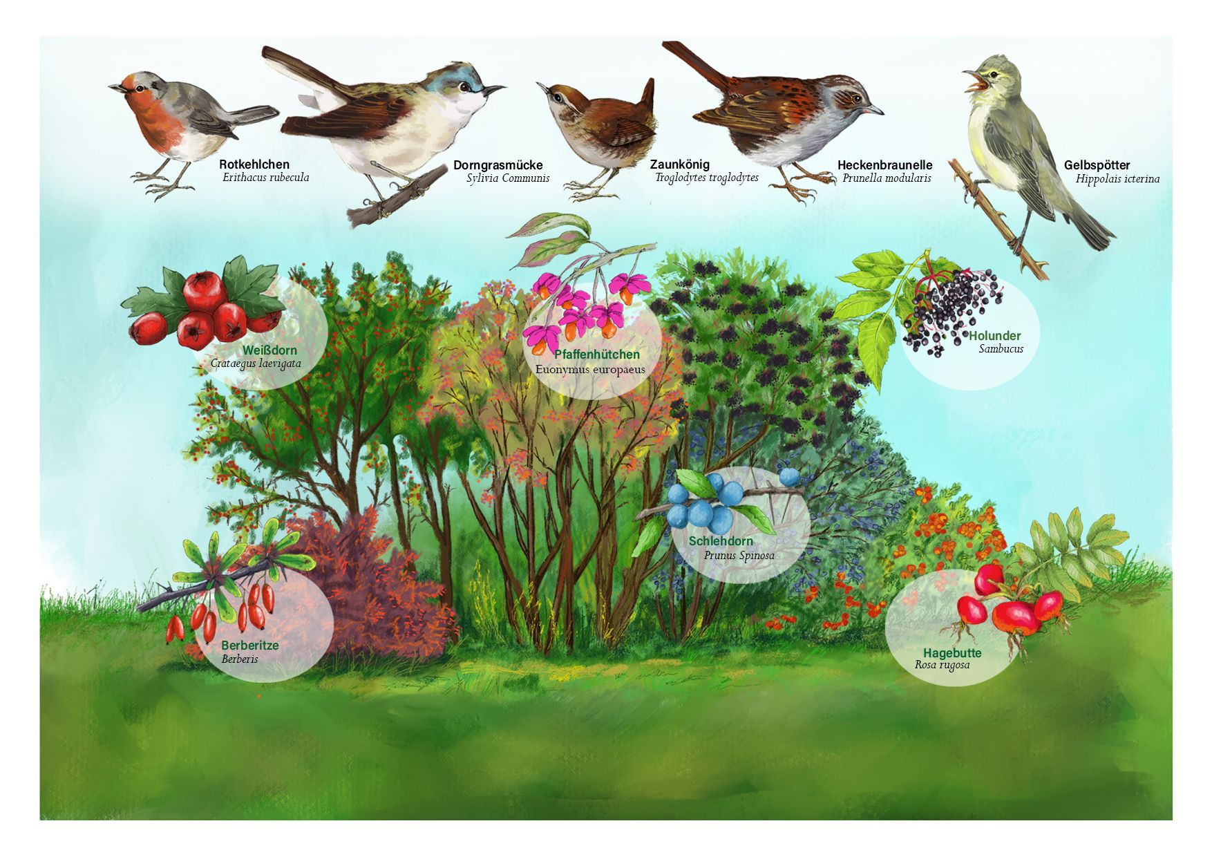 Lebensraum Hecke, Vögel und heimische Feldfrüchte als Nahrung